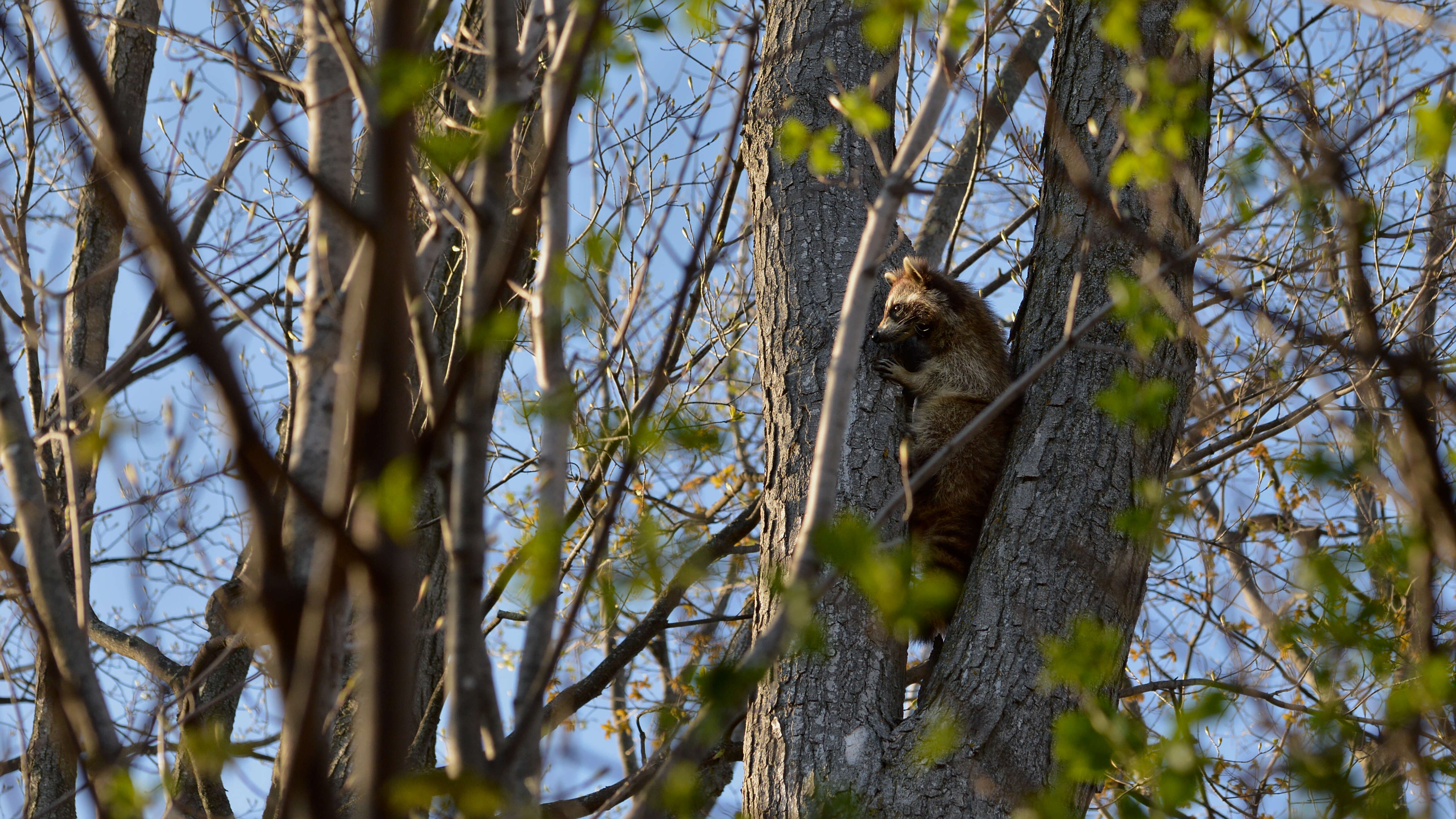 Image of raccoons