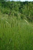 Image of wild einkorn