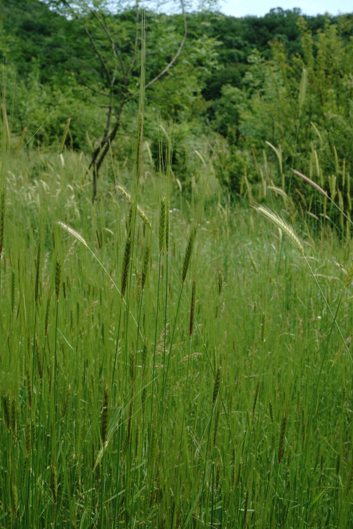 Image of wild einkorn