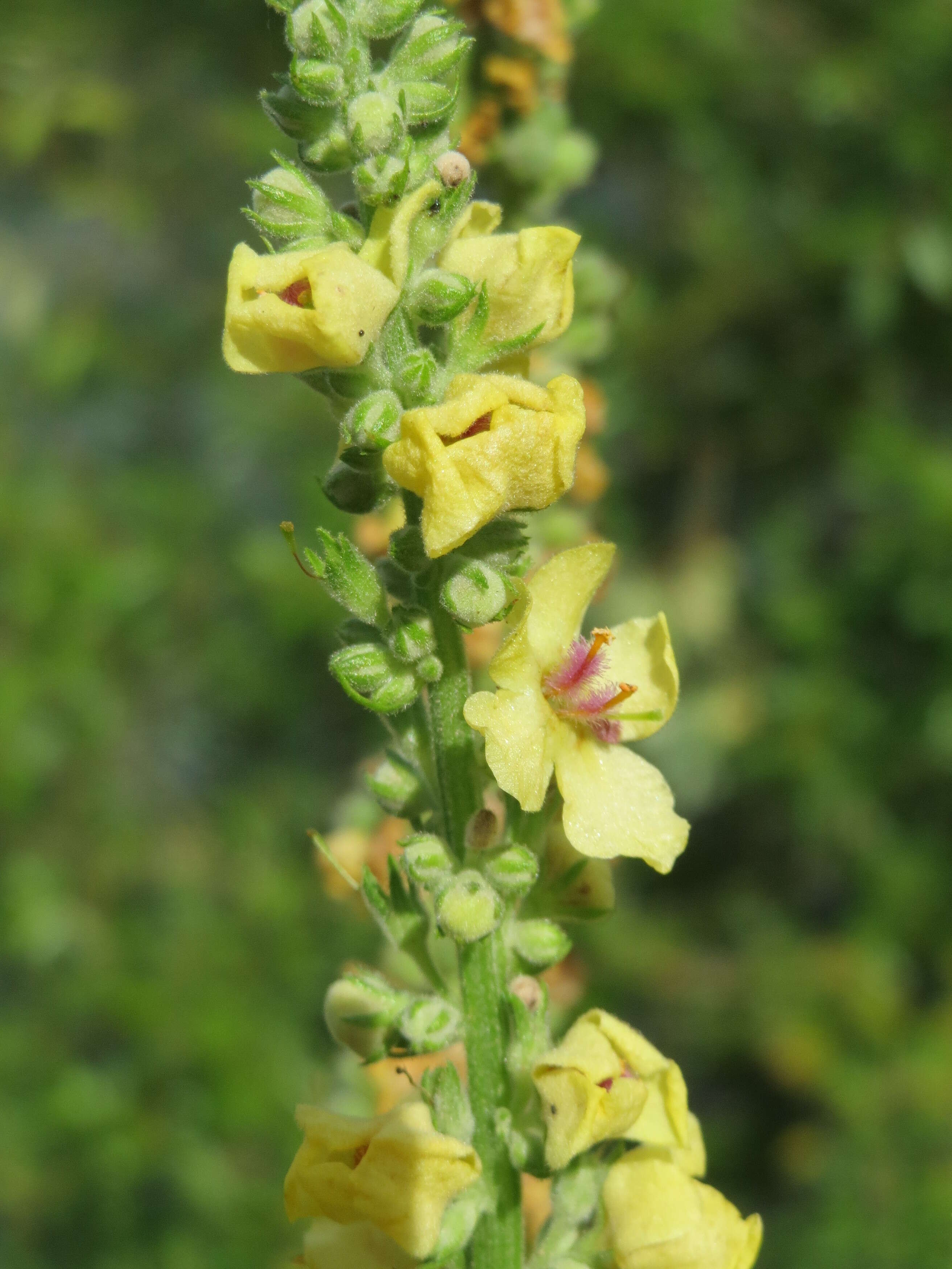 Verbascum nigrum L. resmi