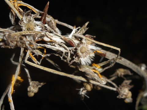 Image of Tephroseris longifolia subsp. brachychaeta Greuter