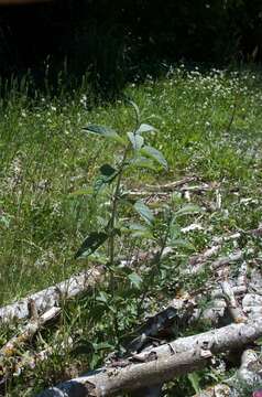 Image of butterfly-bush