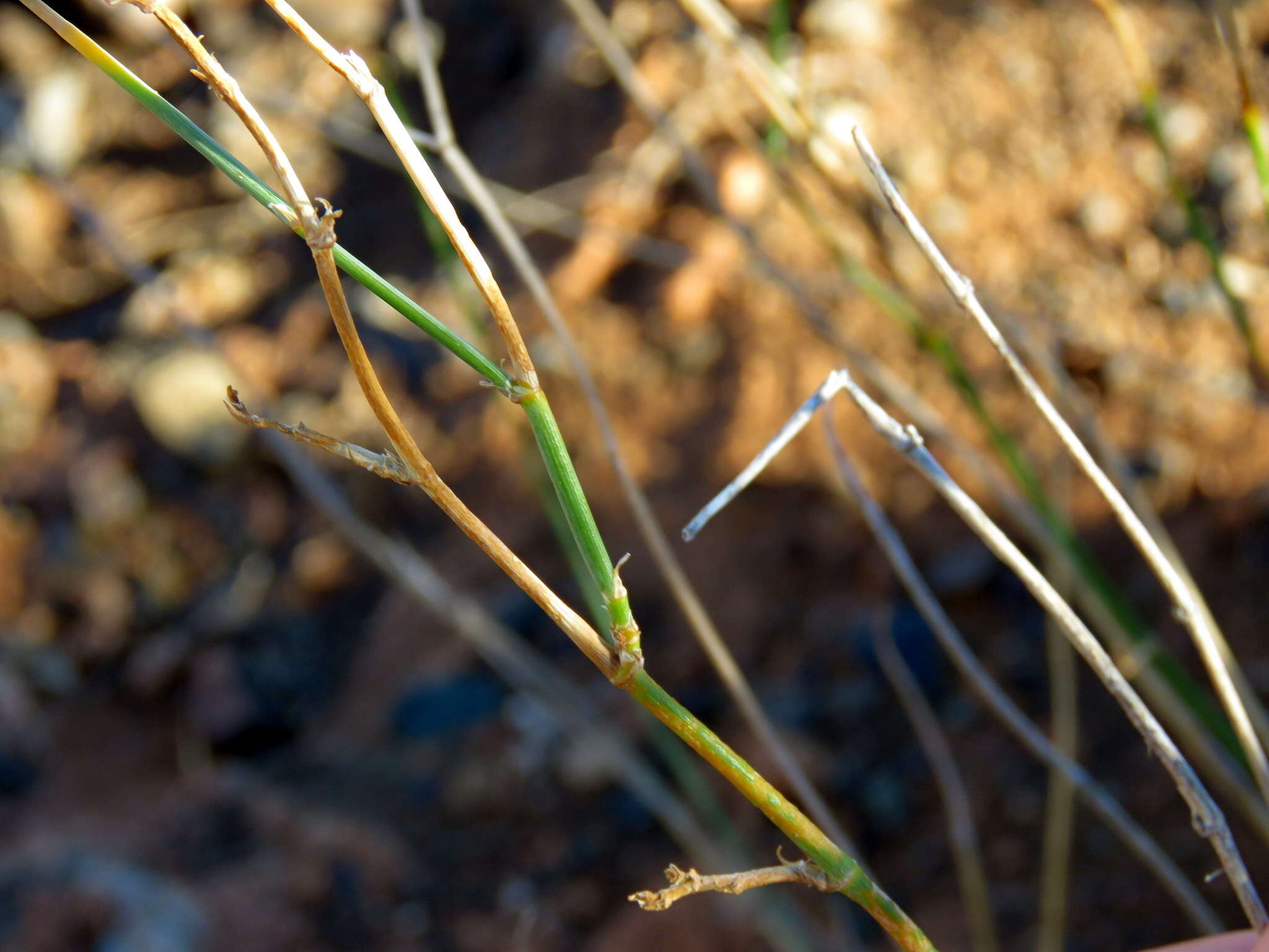 Image of Deverra denudata subsp. aphylla (Cham. & Schltdl.) Pfisterer & Podl.