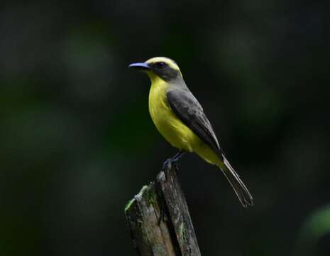 Conopias cinchoneti (Tschudi 1844)的圖片