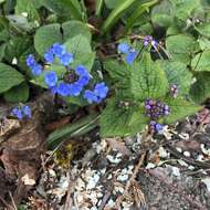 Brunnera resmi