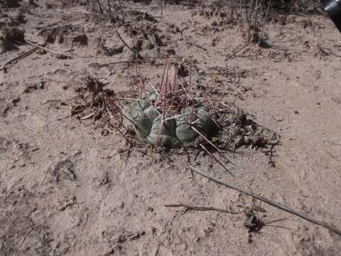 Image of Thelocactus hexaedrophorus subsp. hexaedrophorus