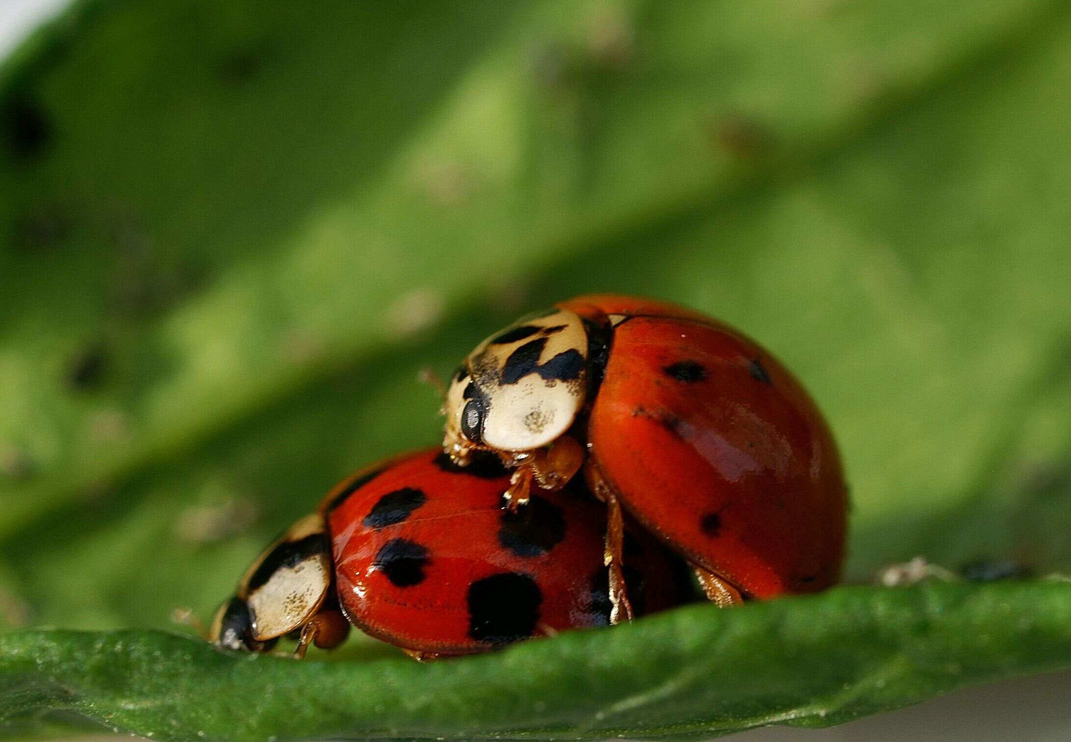 Image of Harmonia axyridis (Pallas 1773)