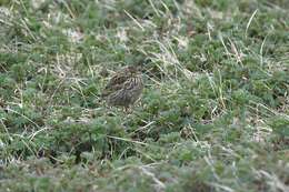 Image of South Georgia Pipit