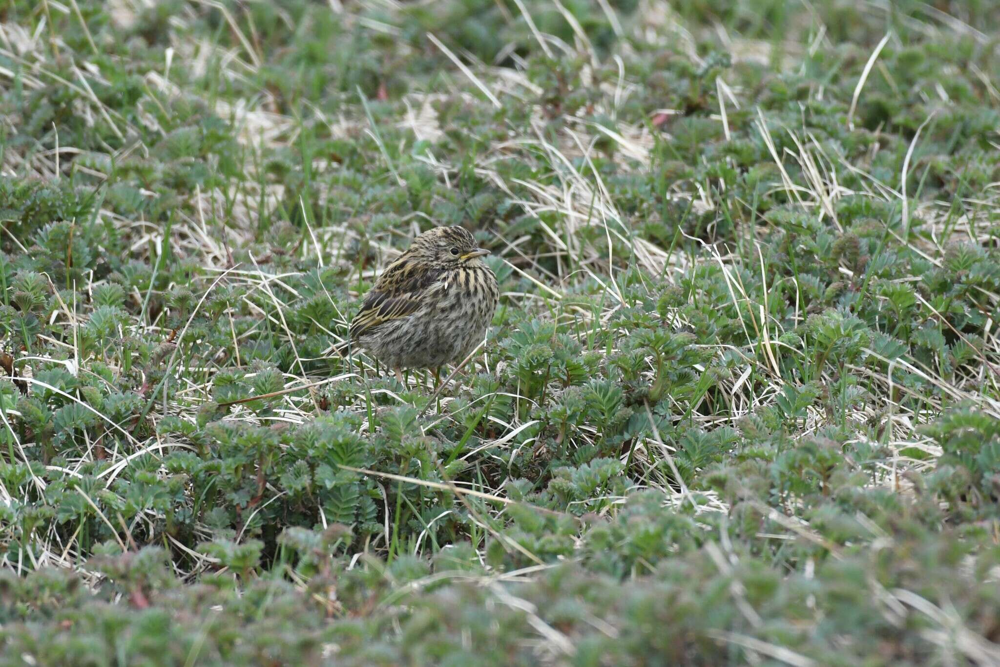 Image of South Georgia Pipit