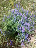 Image of bird vetch