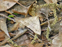 Image of Discolored Renia Moth