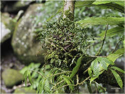 Image of Seed-pearl Orchid