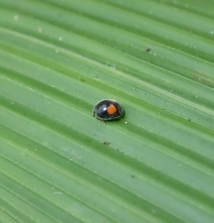 Sivun Cryptogonus orbiculus (Gyllenhal 1808) kuva