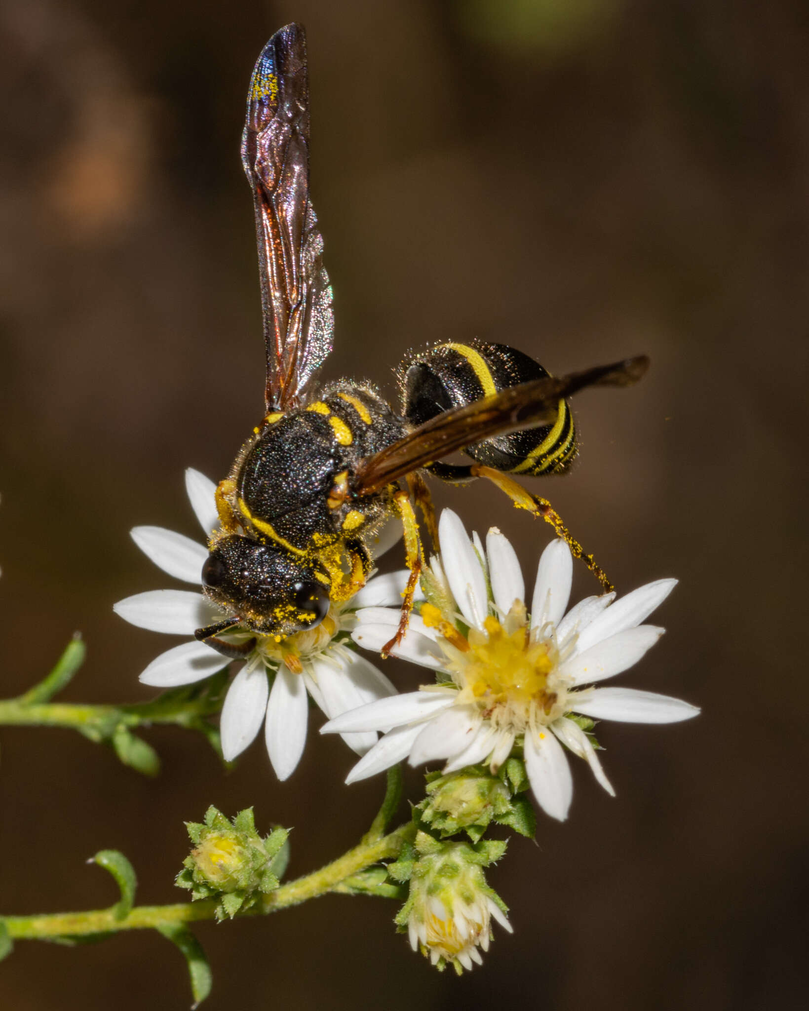 Sivun Ancistrocerus catskill (de Saussure 1853) kuva