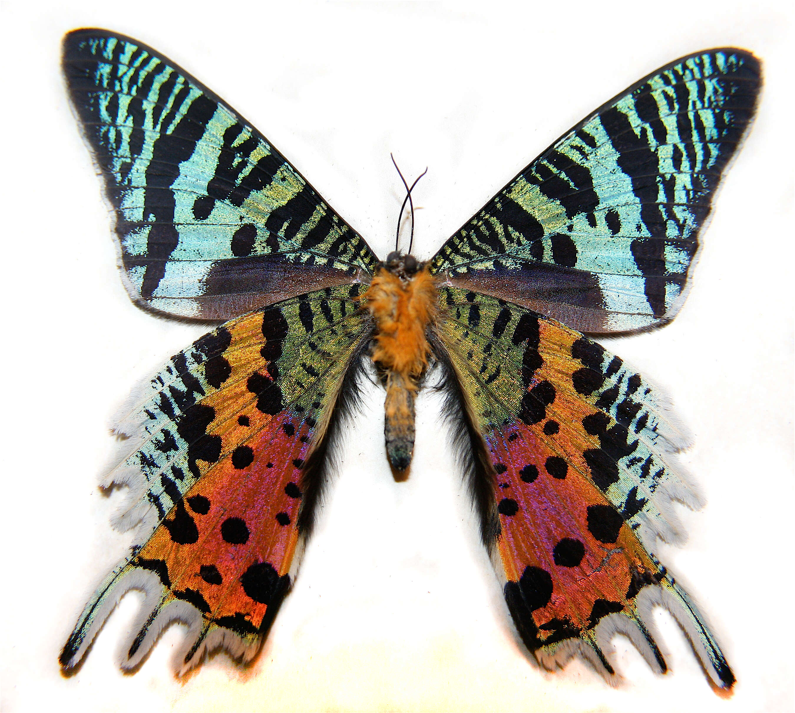 Image of Madagascan Sunset Moth