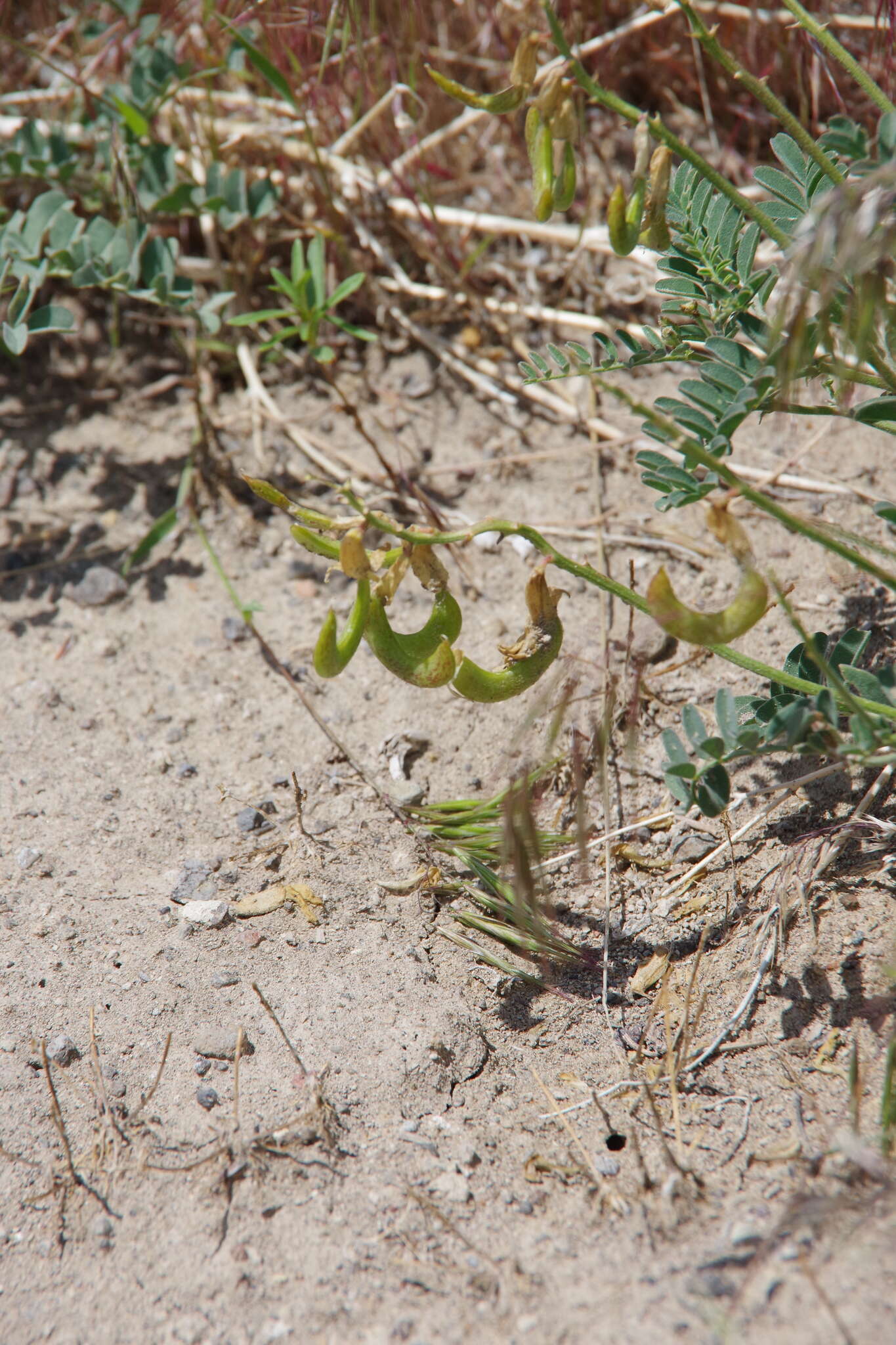 Image of curvepod milkvetch