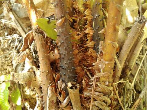 Image of Cyathea atrovirens (Langsd. & Fisch.) Domin