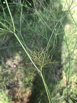 Image of Rough-Fruit Scaleseed