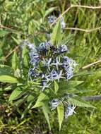 Image de Amsonia tabernaemontana var. salicifolia (Pursh) Woodson