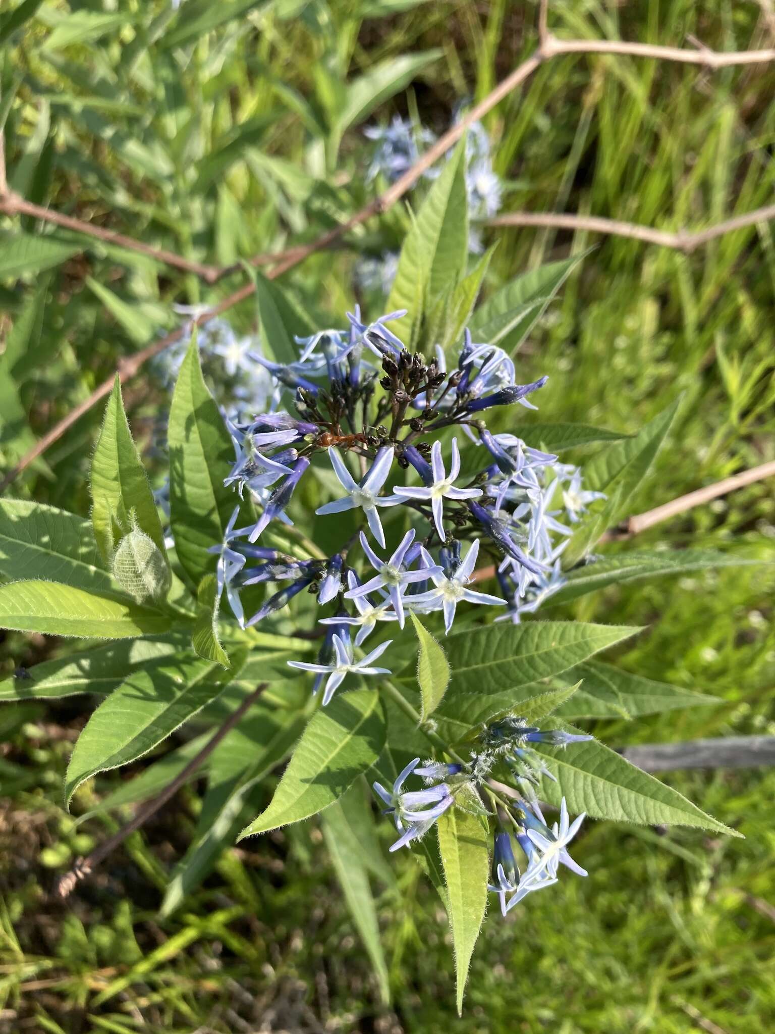 Image de Amsonia tabernaemontana var. salicifolia (Pursh) Woodson