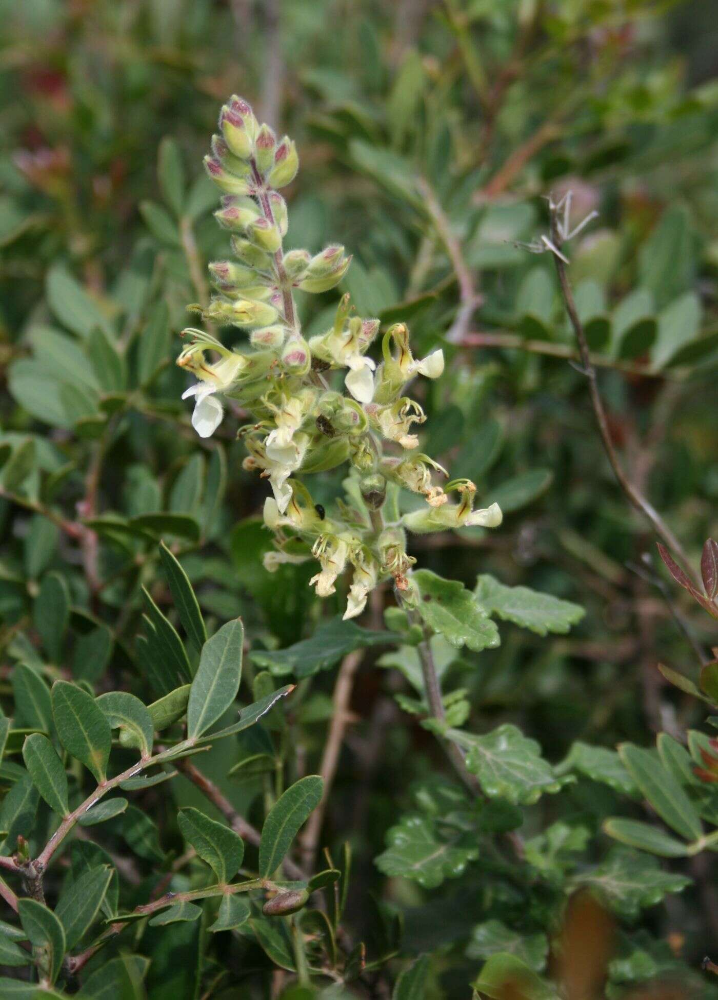 Image of yellow germander