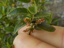 Image de Acalypha aronioides Pax & K. Hoffm.