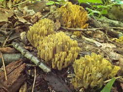 Image of Phaeoclavulina echinovirens (Corner, K. S. Thind & Dev) Giachini 2011