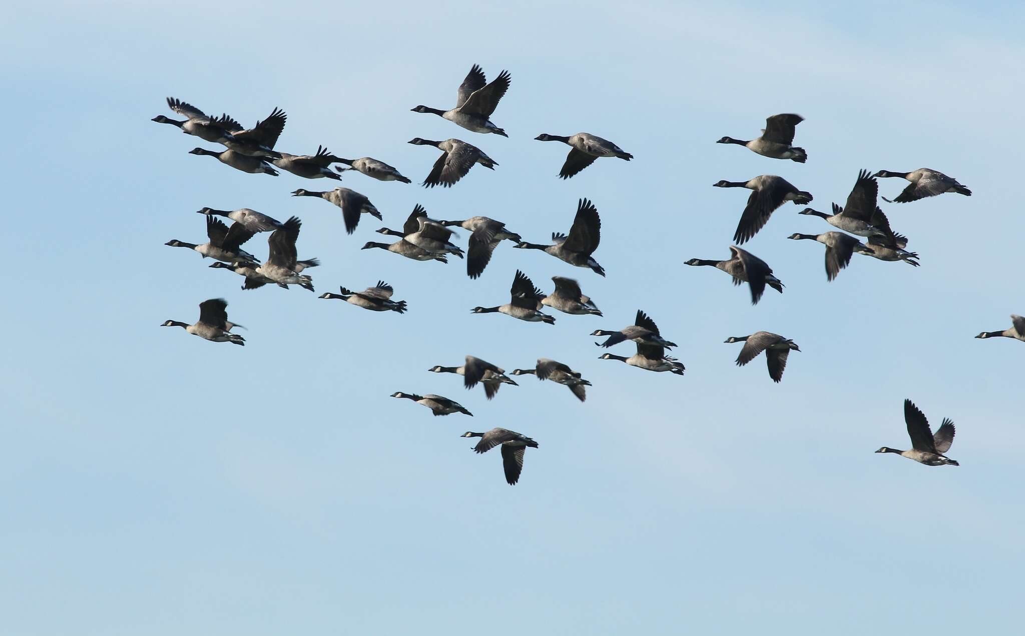 Image of Branta hutchinsii taverneri Delacour 1951