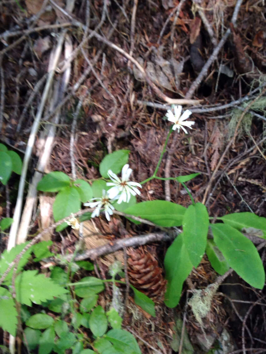 Image of white hawkweed