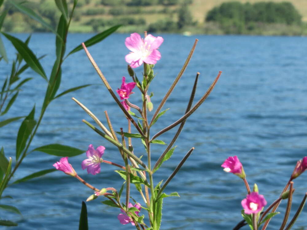 Слика од Epilobium hirsutum L.