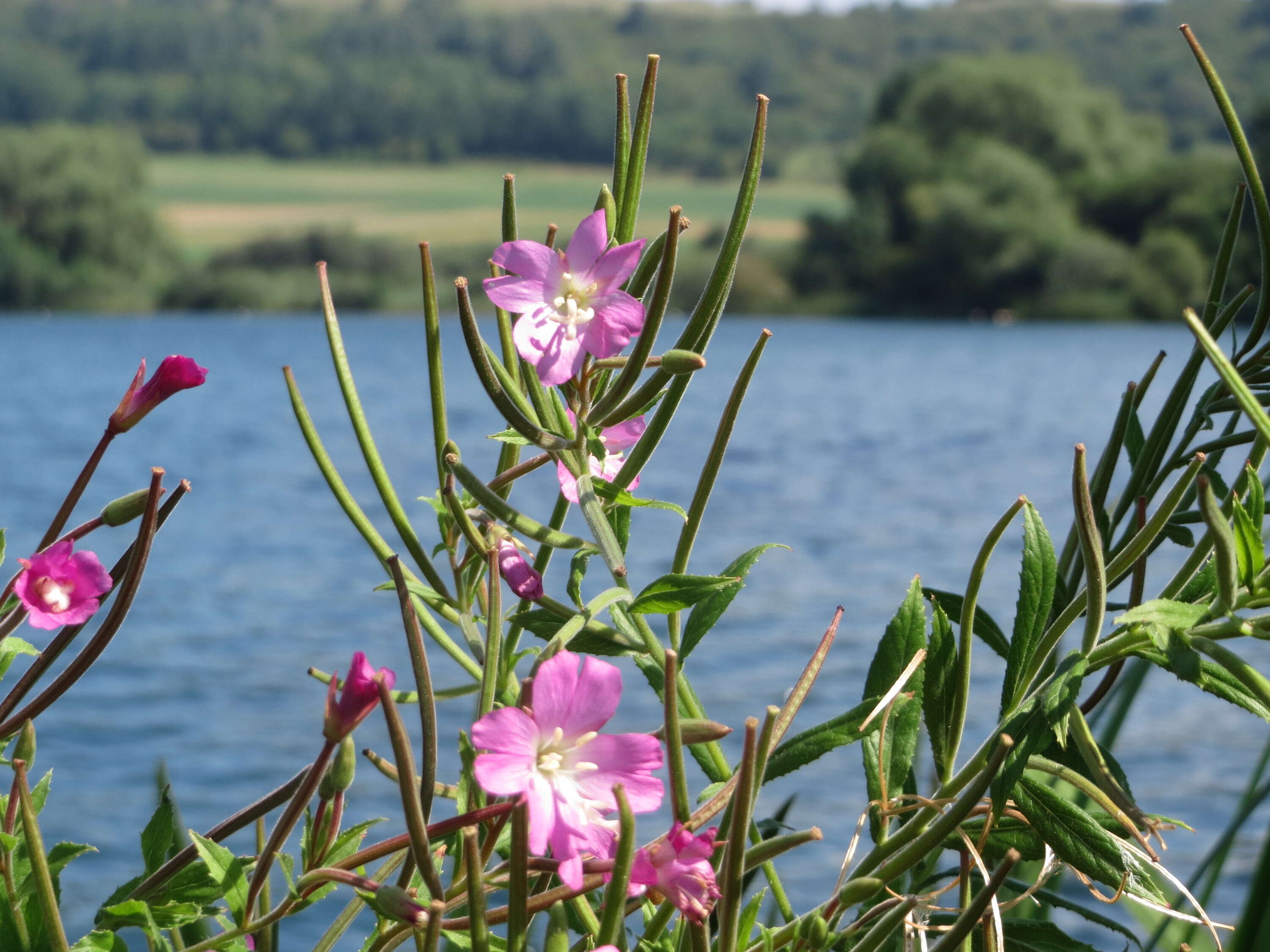 Image of Great Willowherb