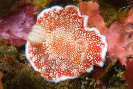 Image of Reticulated red slug