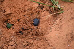 Image of Rainbow Scarab