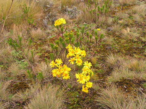 Image of Euryops brownei S. Moore