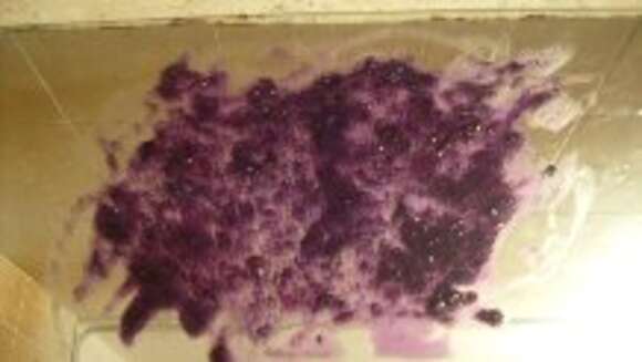 Image of banded dye-murex