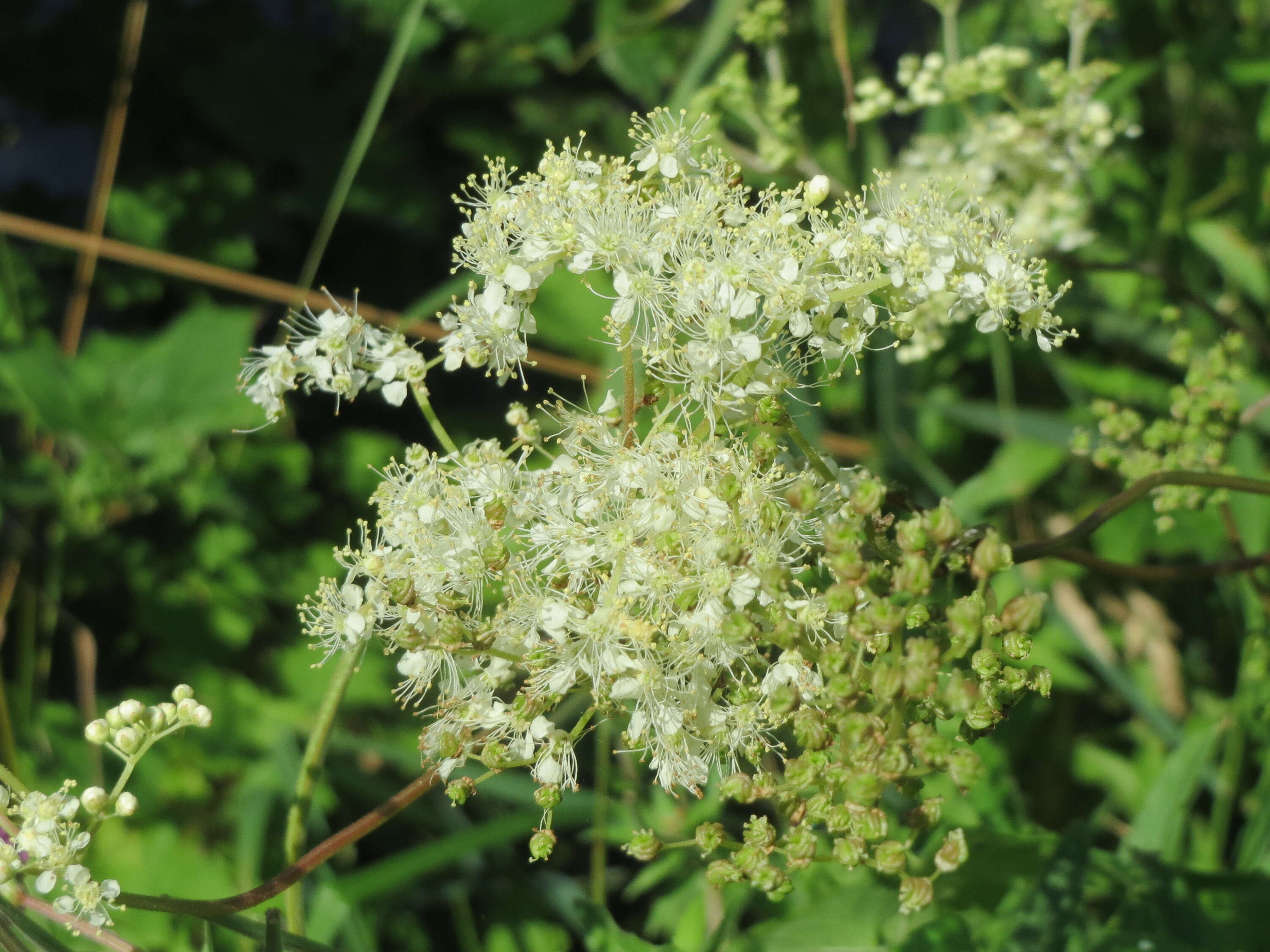 Image of Meadowsweet