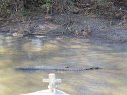 Image of Australian Freshwater Crocodile