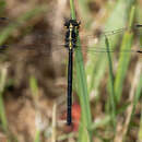 Plancia ëd Eusynthemis rentziana Theischinger 1998