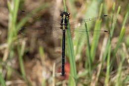 Image of Eusynthemis rentziana Theischinger 1998