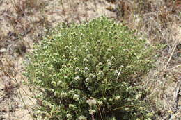 Image of Thymus capitellatus Hoffmanns. & Link