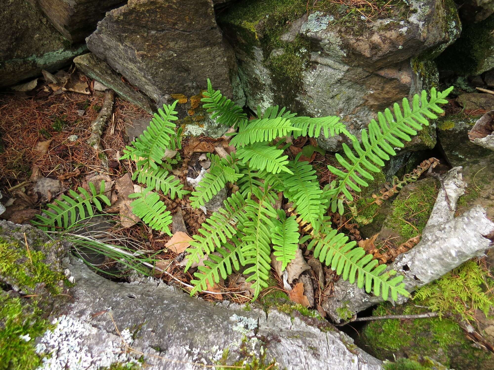 Polypodium sibiricum Siplivinsky的圖片