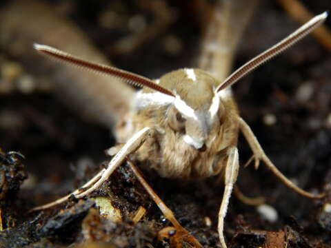 Image of White-lined Sphinx