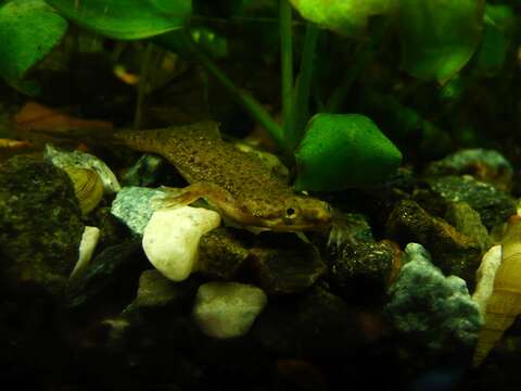 Image of African dwarf frog