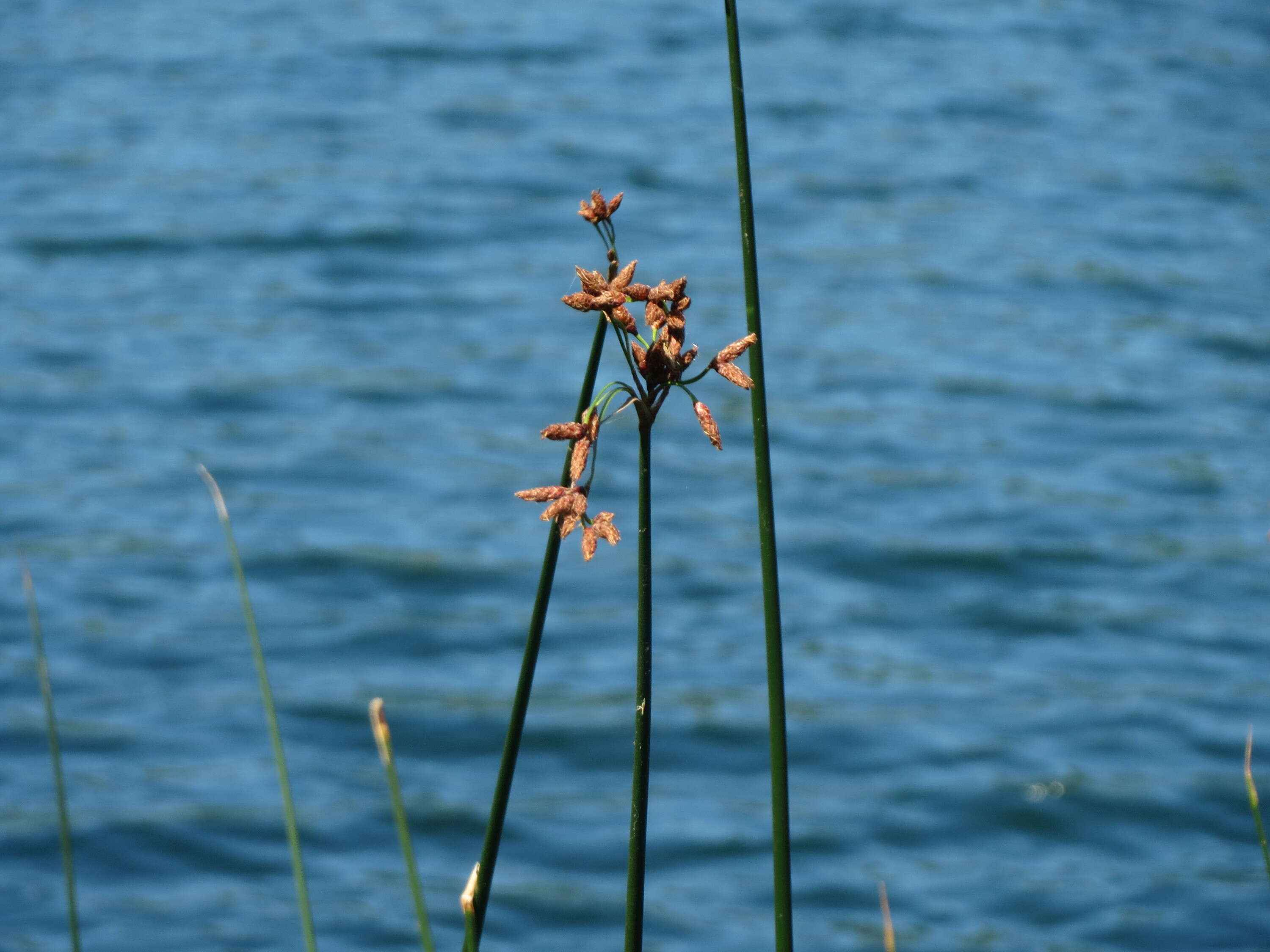 Слика од Schoenoplectus lacustris (L.) Palla