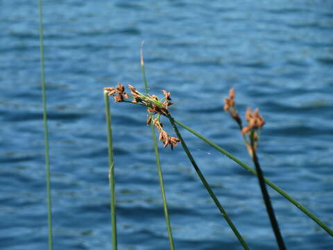 Image of lakeshore bulrush