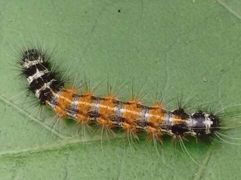 Image de Spilosoma obliqua Walker 1855