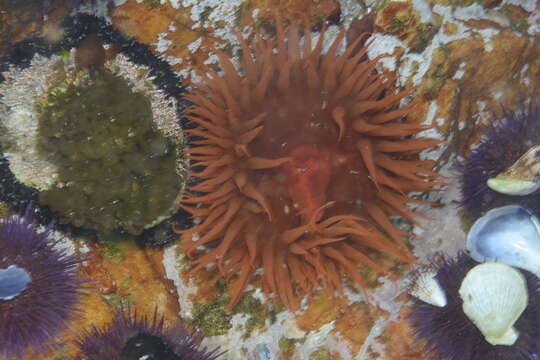 Image of False plum anemone