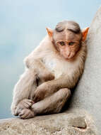 Image of Bonnet Macaque