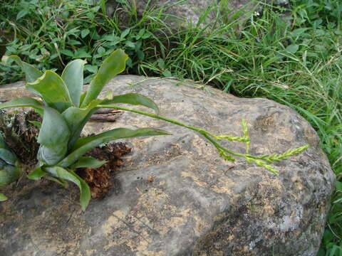 Image de Catopsis sessiliflora (Ruiz & Pav.) Mez