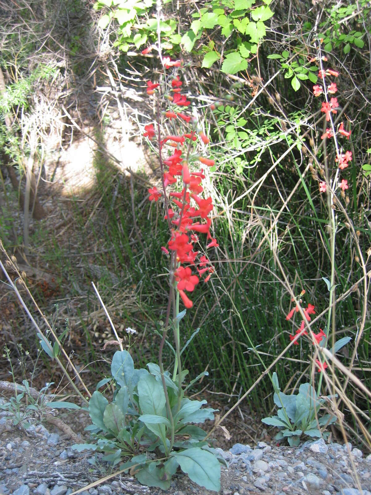 Слика од Penstemon alamosensis Pennell & Nisbet